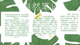 自然笔记手抄报绿色