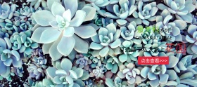 粉丝节简约紫色多肉淘宝banner