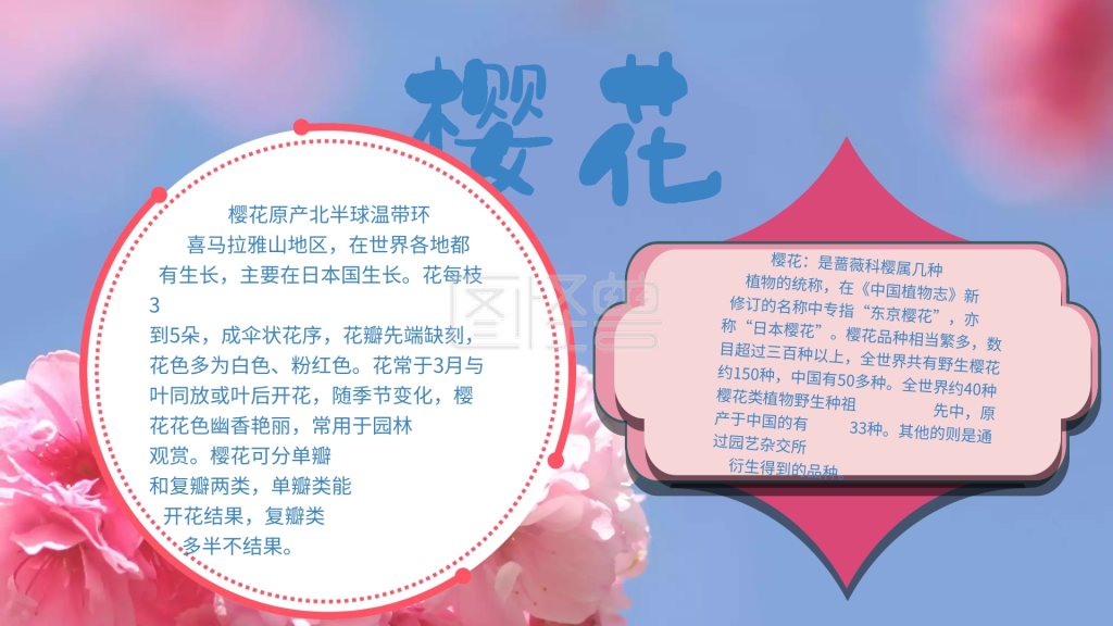 小报花朵简约                       图怪兽手抄报频道提供《樱花