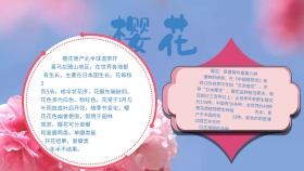 樱花 小报花朵简约	