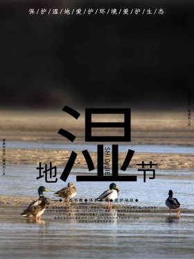 创意简约湿地节宣传海报设计