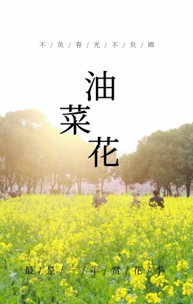 油菜油菜花花海节婺源旅游宣传