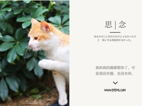 胶片风文艺复古猫咪摄影公众号配图