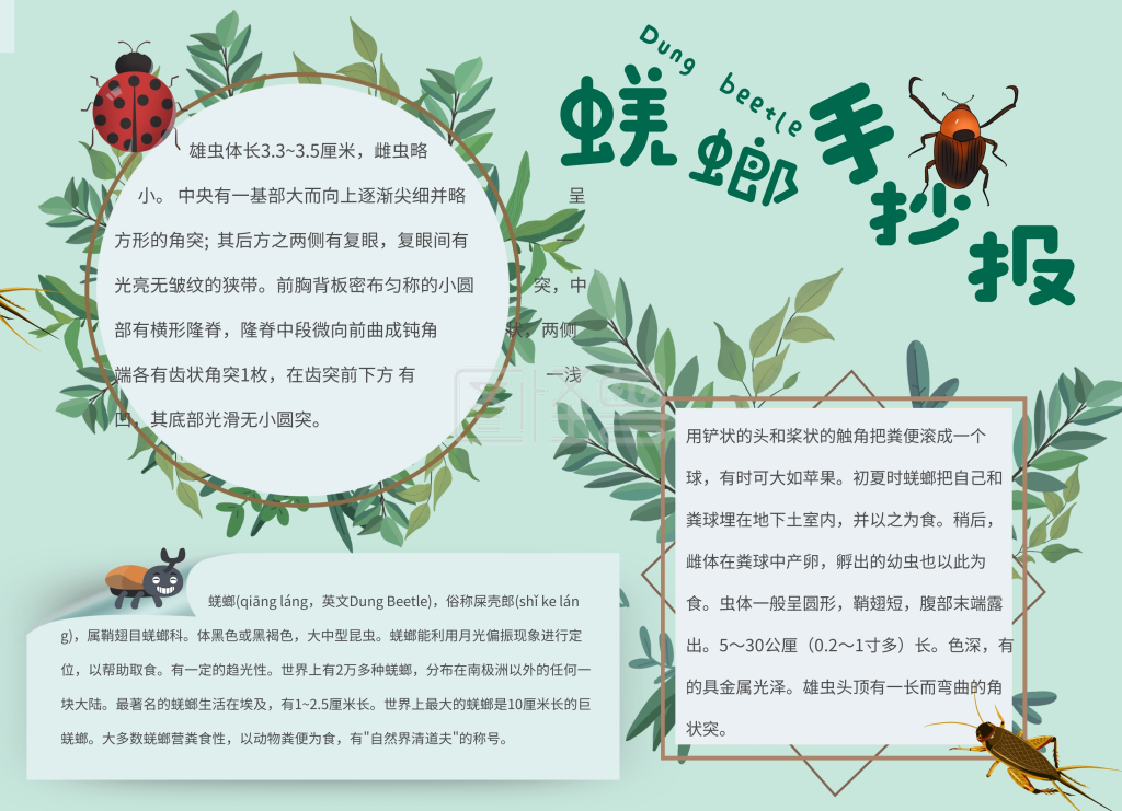 蜣螂手抄报卡通绿色宣传