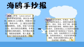 海鸥手抄报动物卡通