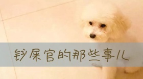 铲屎官的事儿公众号封面