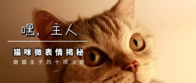 摄影猫咪灰白简约宠物公众号封面