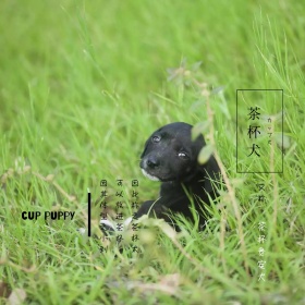 茶杯犬简介简约白色可爱狗狗方形配图