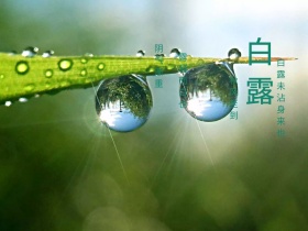 白露绿叶露水摄影简约公众号配图