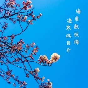 古墙寒梅手机微博封面