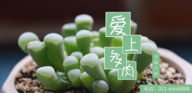 多肉植物促销绿色系清新简约海报模板