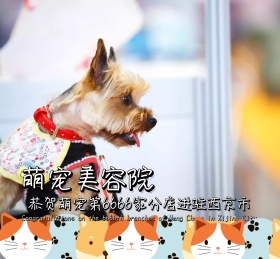 萌宠美容院