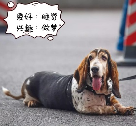 可爱狗狗睡觉朋友圈封面