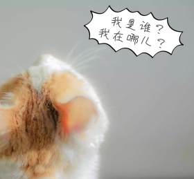 蓝色可爱动物猫咪红包朋友圈封面