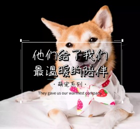 萌宠温暖陪伴手机朋友圈封面