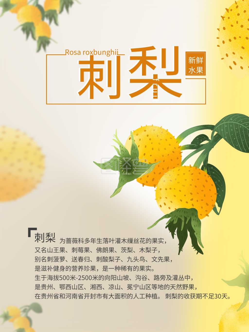 刺梨云贵水果珍贵水果新鲜水果