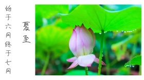 二十四节气之清新简约夏季夏至公众号封面