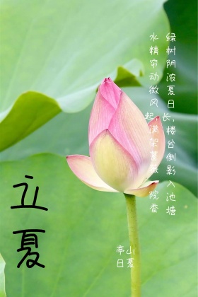 立夏节气荷花绿色文艺公众号封面配图