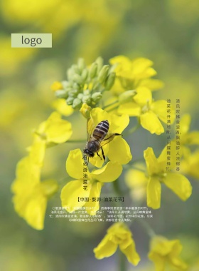 手绘插画风格旅游油菜花节婺源海报展板