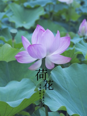 清新大气手绘荷花海报