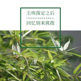 简约文艺绿色唯美心情公众号配图