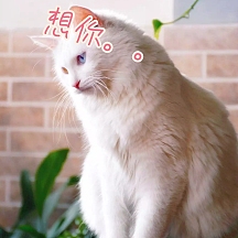 专享手绘简单承认想你表情包vip专享卡通承认想你表情包找不到模板?