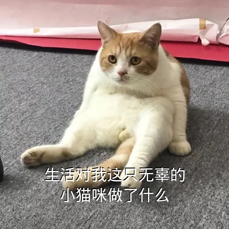 小猫咪
