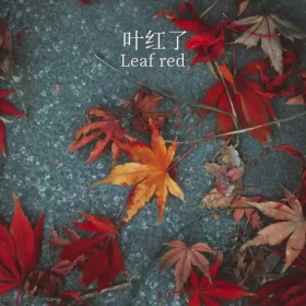 红色的枫树叶手机微博封面