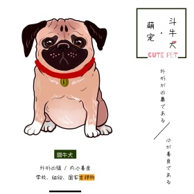 萌宠斗牛犬简介简约白色方形配图
