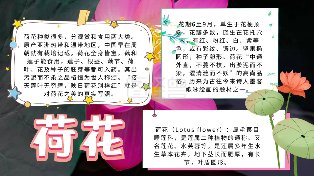 简约宣传荷花黑板手抄报