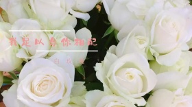 白玫瑰玫瑰花语公众号封面