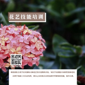 职业技能培训花艺培训班简约公众号配图