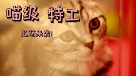 喵级特工公众号封面