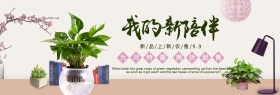 简约桌面台灯书绿萝多肉绿植促销电商海报淘宝banner