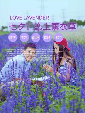薰衣草海报紫色唯美