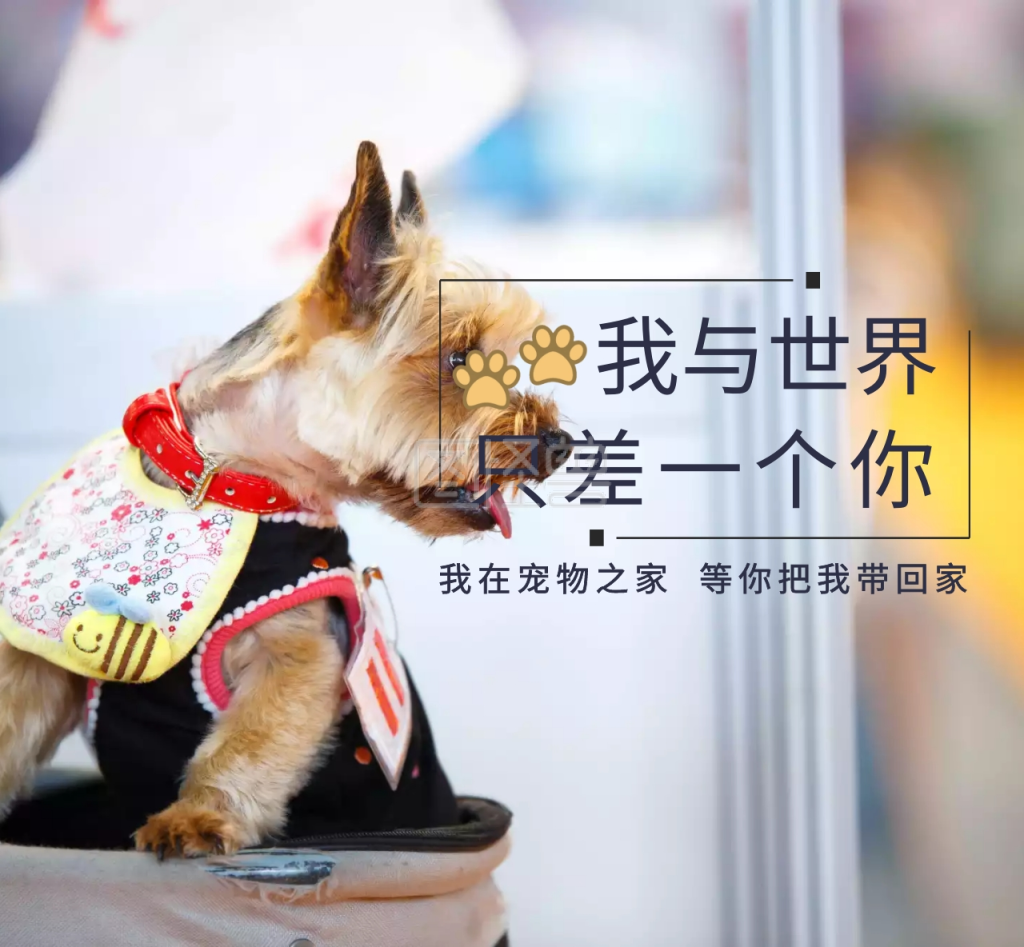 宠物领养封面