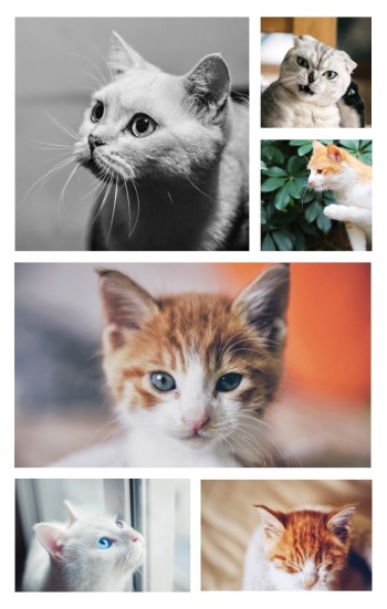 六张猫图片竖版拼图