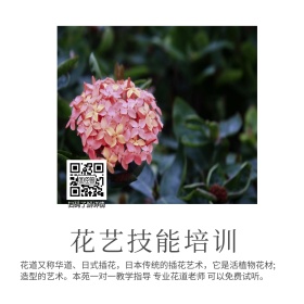 职业技能培训花艺培训班简约公众号配图