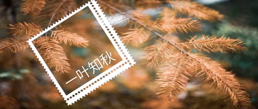 风景照片