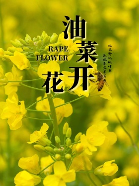 清新油菜花海报