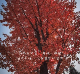 如果有来生,要做一棵树