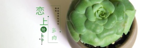 淡绿色小清新花朵多肉绿色植物海报电商海报淘宝banner
