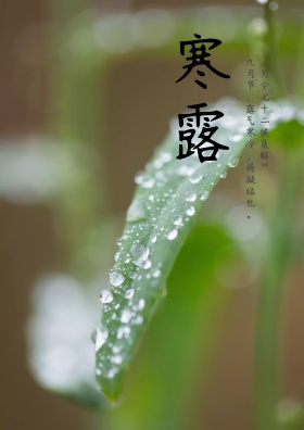 寒露节气海报