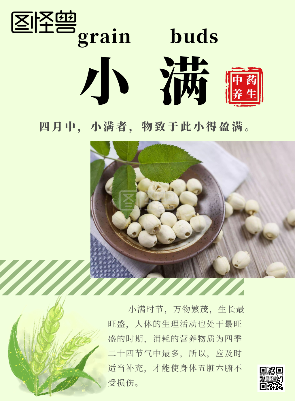节气小满中药简约清新绿色宣传海报