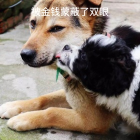 喵星人金钱蒙蔽可爱恶搞趣味手机表情包