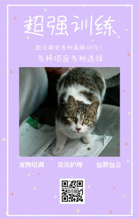 宠物培训 超强训练 贵宾护理 包教包会 多种项目多种选择 教会萌宠各种高能动作！ 宠物护理促销活动简约手机海报