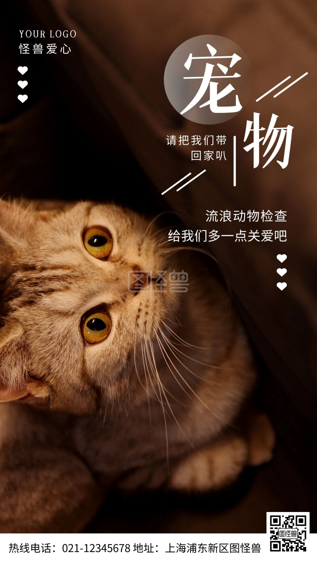 宠物流浪动物检查多份关爱公益摄影图海报