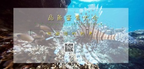 赏鱼大会黑色神秘横面海报