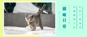 猫咪 日常 吃鱼干瞎逛荡 伸懒腰晒太阳 可爱卡通猫之日公众号封面