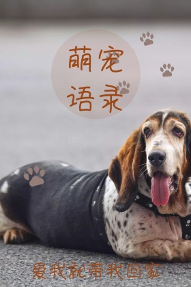 萌宠语录公众号配图